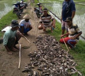 cara mengusir tikus di plafon